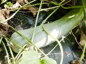 网红最火吃瓜是谁啊视频,揭秘最火“吃瓜”视频背后的故事