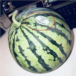 高邮网红吃瓜,揭秘网络红人的幕后故事