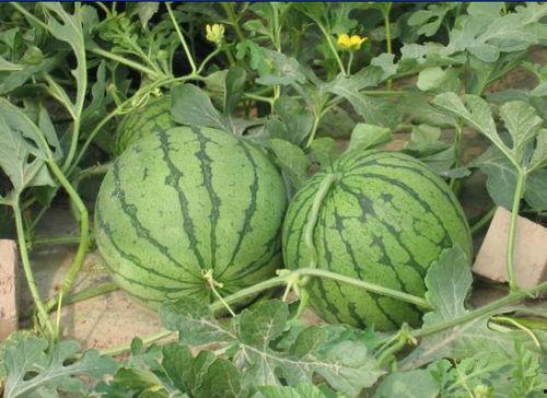 株洲网红吃瓜事件,揭秘网络舆论的风暴与真相