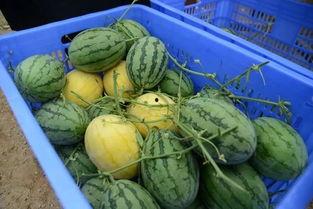 网红吃瓜群贴吧,揭秘娱乐圈幕后故事