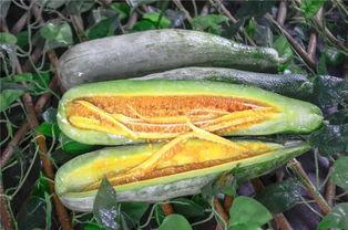 自贡网红吃瓜,揭秘网络红人的幕后故事