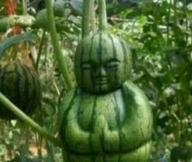 溧阳网红吃瓜事件真相,真相背后的网络风波