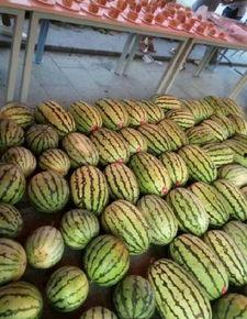 成都大学网课吃瓜