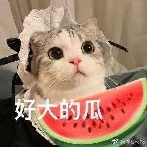 世界同台吃瓜网红,共享“吃瓜”盛宴